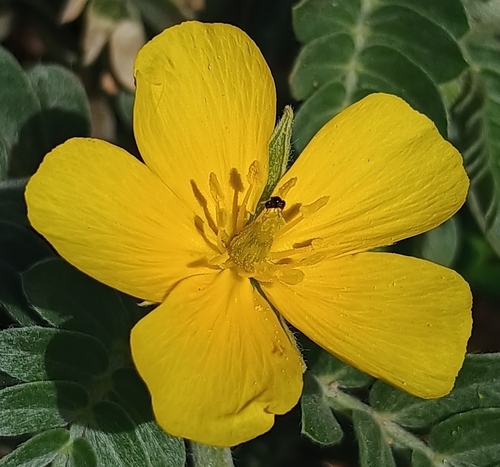 Tribulus cistoides observed 2026-10-11