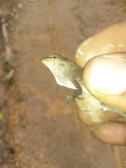 Anolis etheridgei
