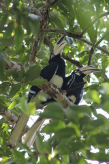 Anthracoceros albirostris