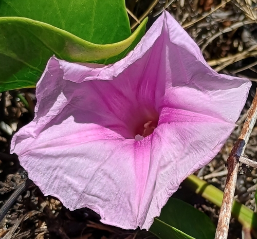 Ipomoea pes-caprae observed 2026-10-11