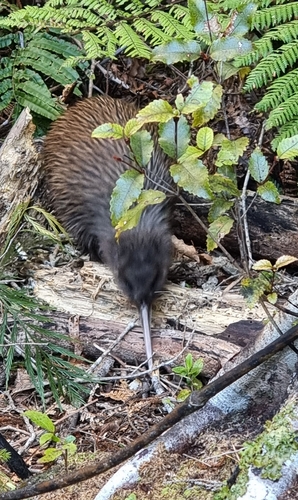 Apteryx australis observed 2026-10-12
