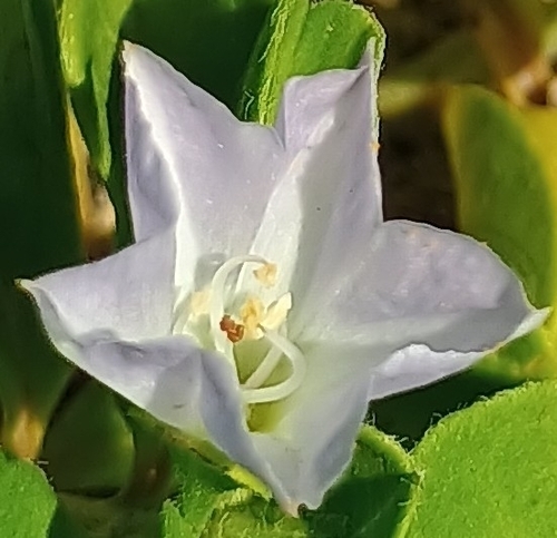Jacquemontia sandwicensis observed 2026-10-11