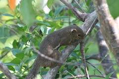 Callosciurus notatus