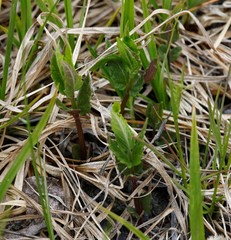 Scutellaria yezoensis