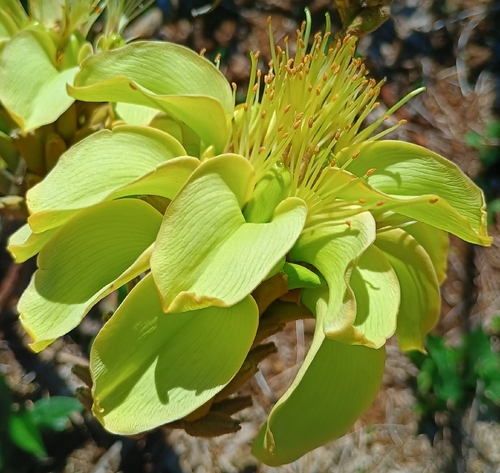 Erythrina sandwicensis observed 2026-10-11