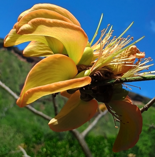 Erythrina sandwicensis observed 2026-10-11