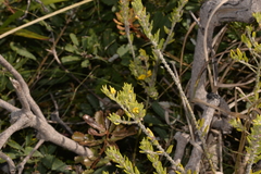 Aotus lanigera