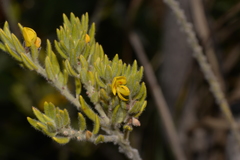 Aotus lanigera