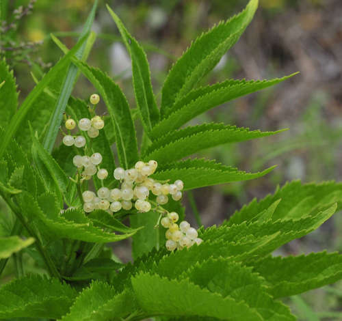 Sambucus gaudichaudiana (Sambucus gaudichaudiana)