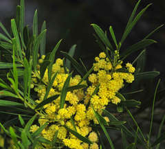 Acacia uncifolia