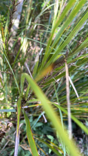 Gahnia lacera observed 2026-09-24