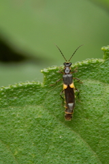 Trypherus