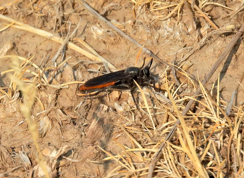 Ospriocerus