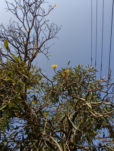 Tabebuia aurea observed 2026-10-12