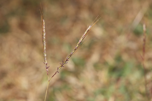Bothriochloa pertusa observed 2026-09-27