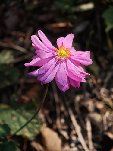 Eriocapitella japonica observed 2026-10-12