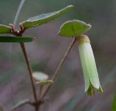 Correa reflexa reflexa