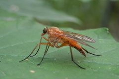 Rhagio