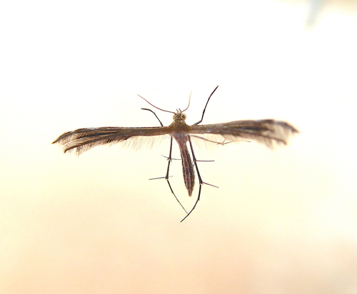 Stangeia xerodes