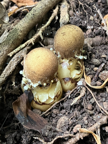 Balanophora fungosa observed 2026-10-12