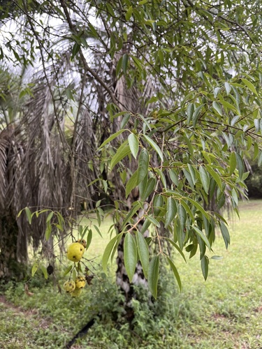 Eugenia myrcianthes, 2026-10-10