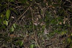 Prionailurus bengalensis