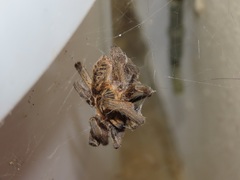 Harpactirella lightfooti