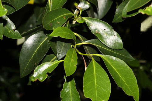 Avicennia marina observed 2026-09-27