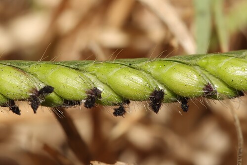 Urochloa eminii observed 2026-09-27