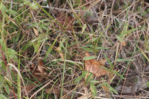 Gymnopogon brevifolius, 2026-10-09