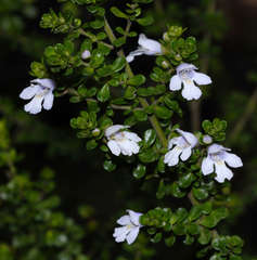 Prostanthera cuneata