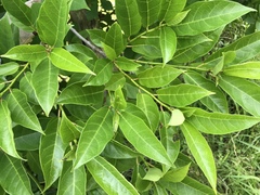 Ficus erecta erecta