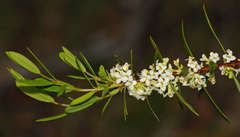 Pimelea axiflora