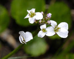 Cardamine lilacina