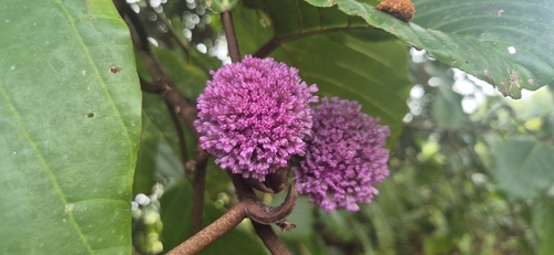Poikilospermum observed 2026-10-12