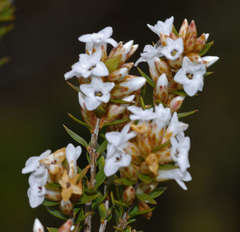 Epacris paludosa