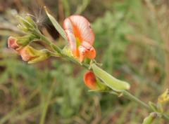 Hoary pea (Tephrosia elongata)