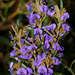 Alpine Hovea - Photo (c) Chris Clarke, some rights reserved (CC BY), uploaded by Chris Clarke