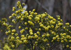 Leionema phylicifolium