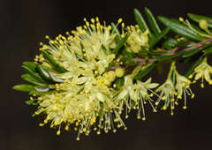 Leionema phylicifolium