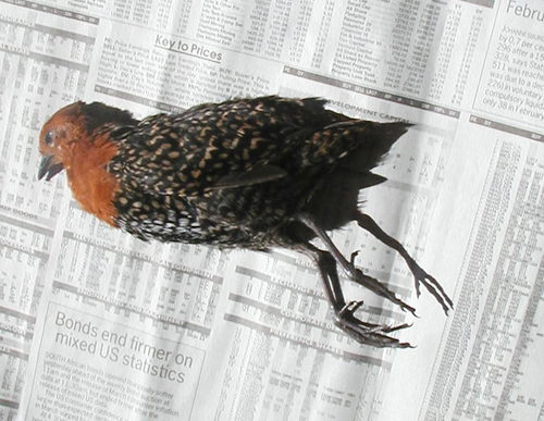 Buff-spotted Flufftail (Sarothrura elegans), photo 10