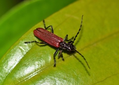 Lycocerus