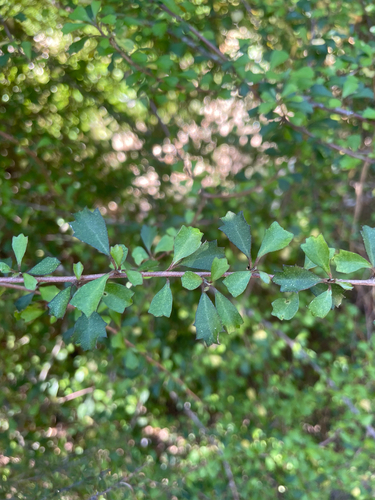 Hoheria angustifolia observed 2026-10-12