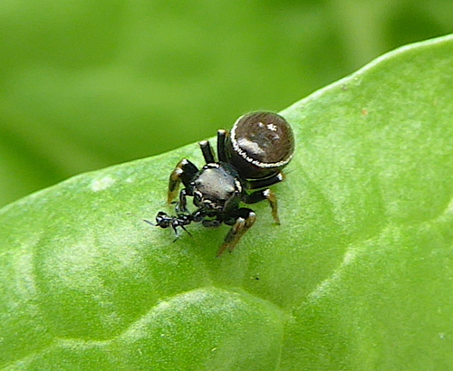 Ant-eater Jumping Spider