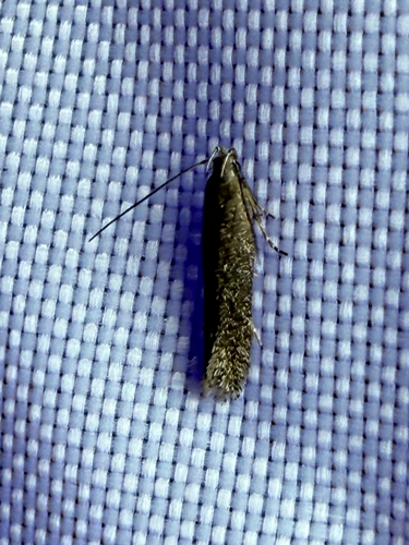 Aproaerema palpilineella photo 5