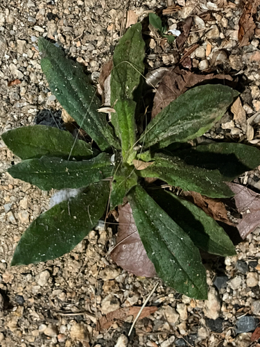 Pseudognaphalium californicum observed 2026-10-11
