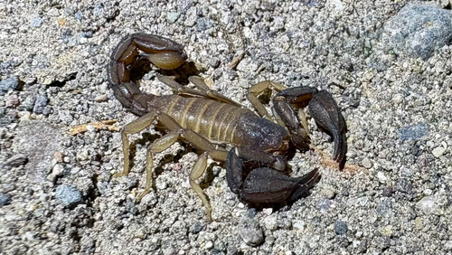 Pseudouroctonus apacheanus