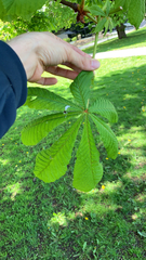 Aesculus hippocastanum