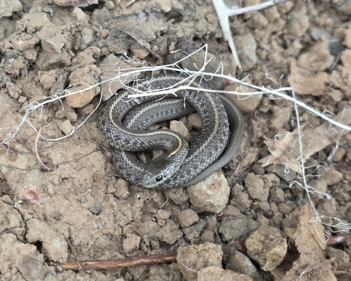 Northwestern Garter Snake