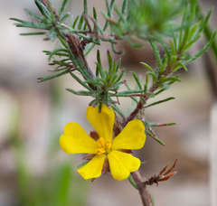Hibbertia prostrata
